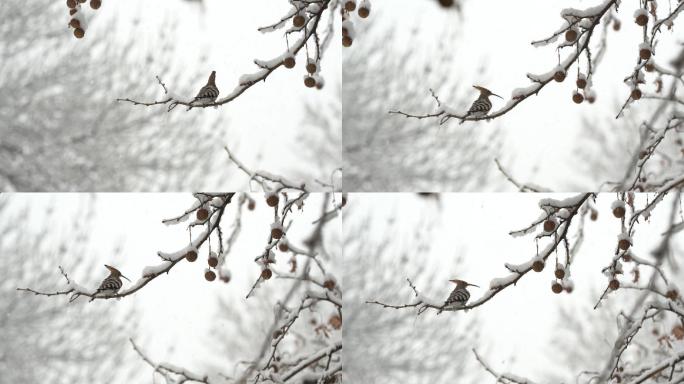 雪中的啄木鸟