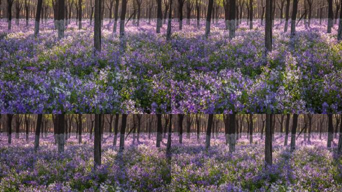 树林间盛开的紫色二月兰