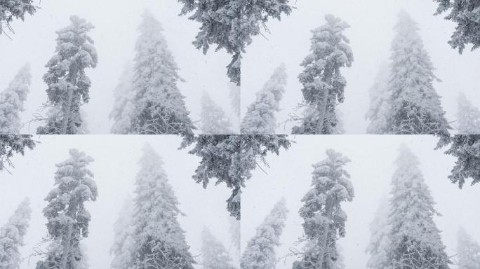 在冬天的一场暴风雪中被冰雪覆盖的森林
