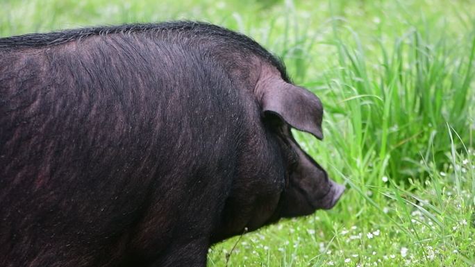 散养黑猪在户外吃草