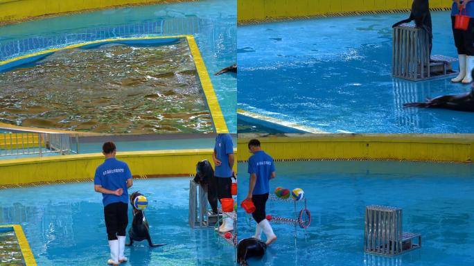 海豚海狮表演动物园水族馆