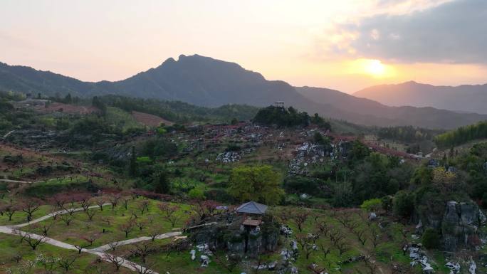 [4K]夕阳下广东河源连平上坪鹰嘴桃基地