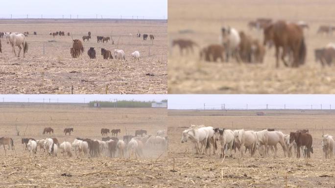 草原牧民养马专业户上百头马养殖致富马场