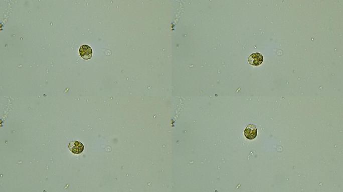 微生物检验科研医疗科技