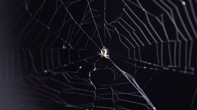 蜘蛛网。狩猎捕食织网