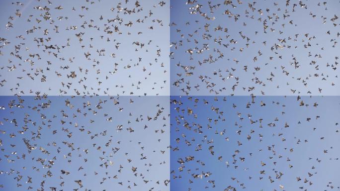 天空中的鸽子群湿地湖泊鸟类生态环境保护野