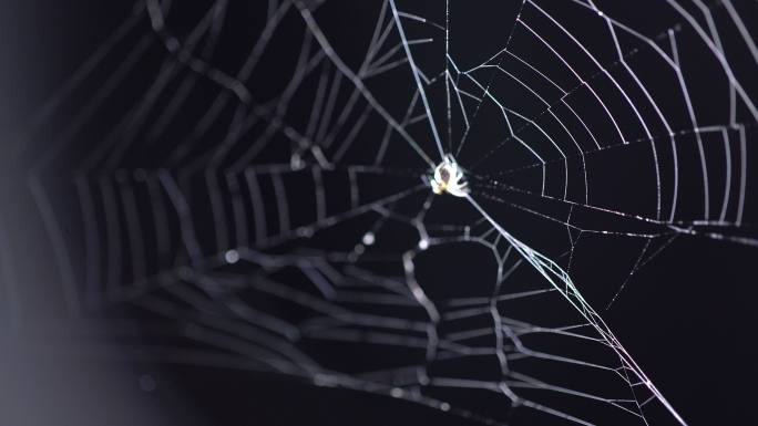 蜘蛛网覆盖着露珠织网捕食狩猎