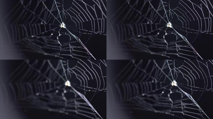 蜘蛛网覆盖着露珠织网捕食狩猎