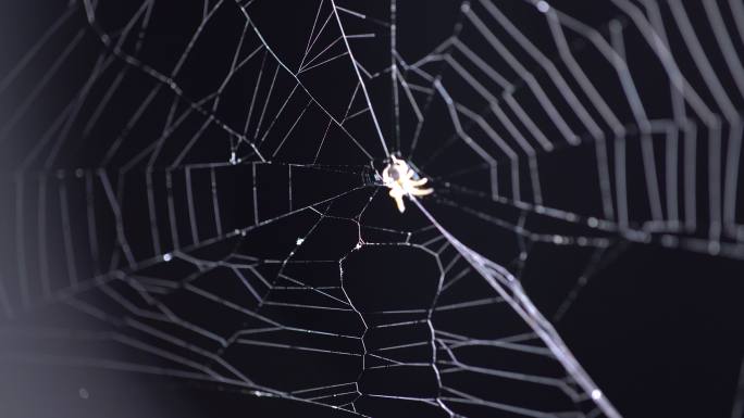 蜘蛛网捕食织网狩猎