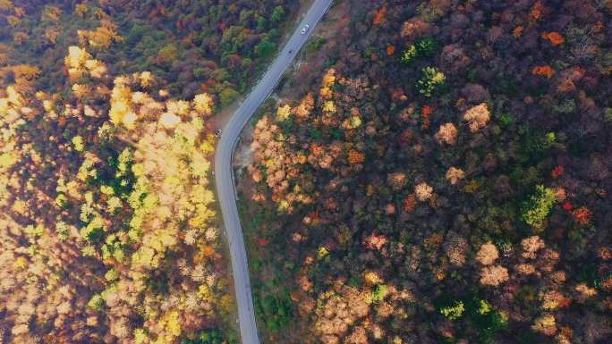 秋天红叶枫叶蜿蜒盘山公路4K航拍