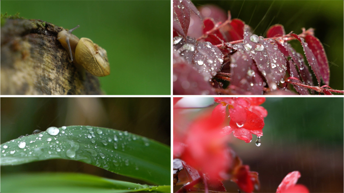 森林水滴大自然雨滴，森林下雨水珠绿色雨水