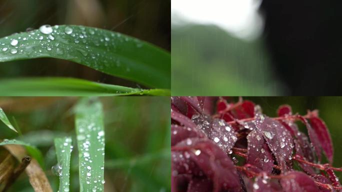 森林水滴大自然雨滴，森林下雨水珠绿色雨水