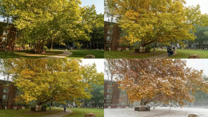 四季变化延时摄影自然风光树木大学