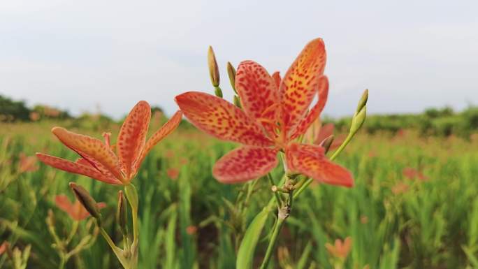 黄花菜