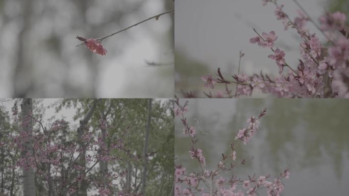 【4k】花的春天