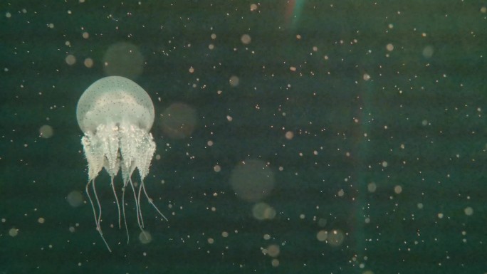 水母水生动物海洋动物唯美