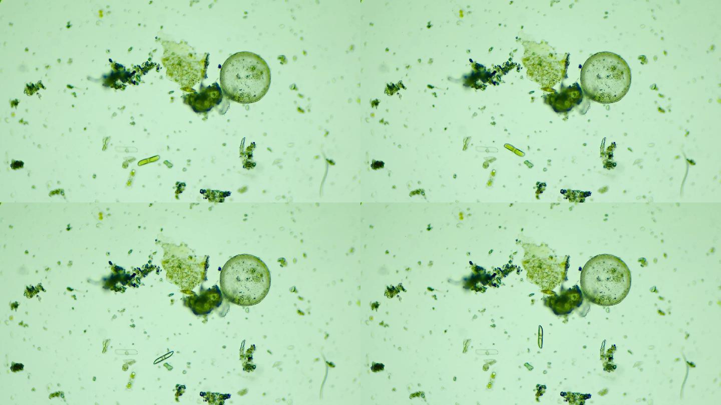 科研素材 微生物原生生物硅藻