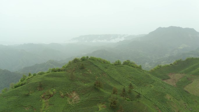 4K航拍陕西汉中高山茶园