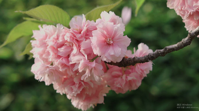 樱花特写（可商用）