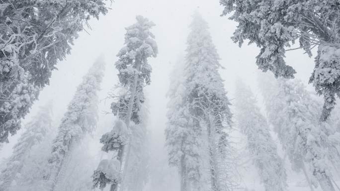暴风雪期间冰冻的冬季森林