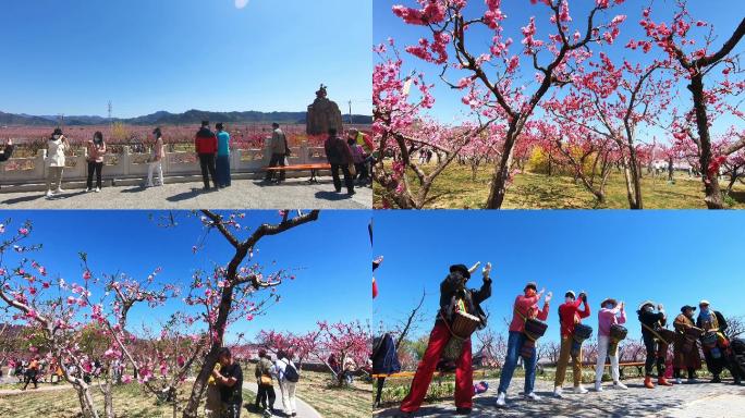 世界最大桃园 万亩桃园 桃花花海