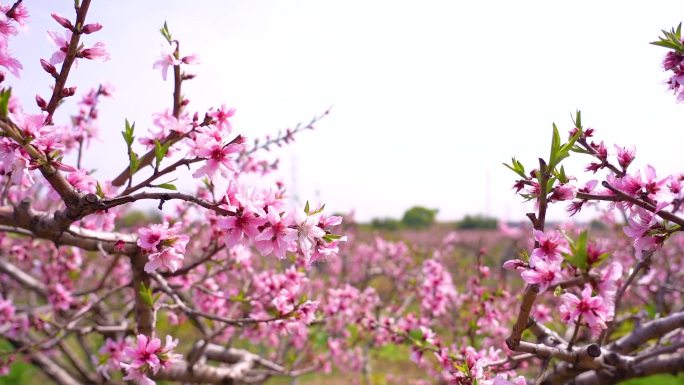 桃花升格视频实拍