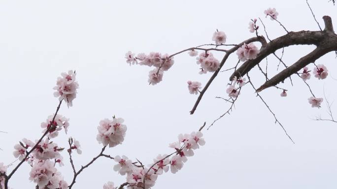 老杏树花枝招展