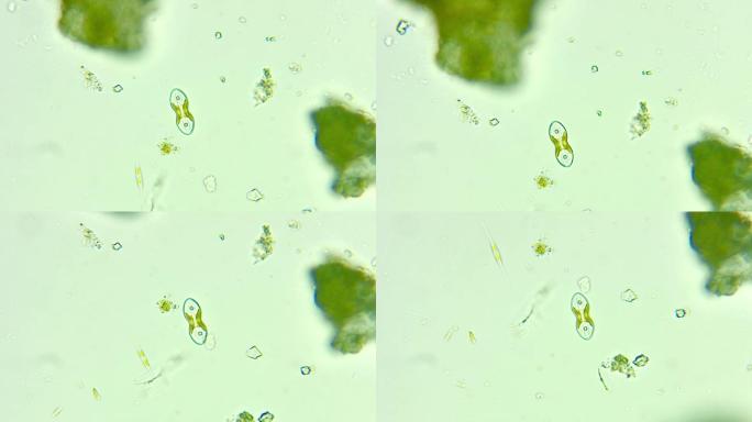 微观世界 运动的硅藻