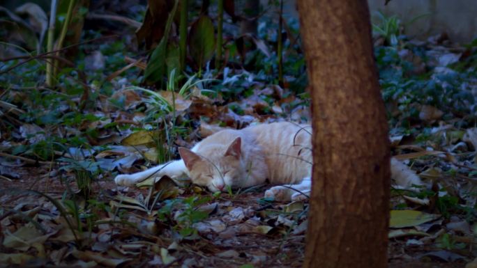 小野猫