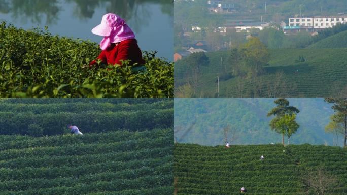 茶山上茶农采茶