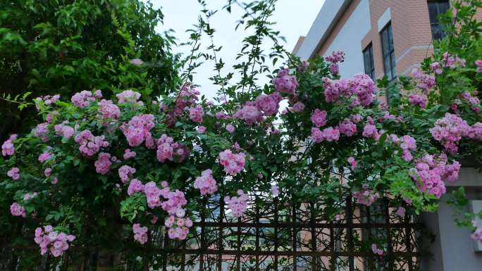 暴风雨来临大风吹围墙上开满了蔷薇花瓣飘落