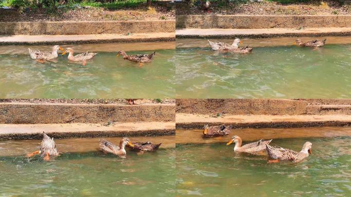 鸭子潜水嬉水觅食
