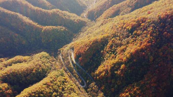 秋天枫叶蜿蜒盘山公路4K航拍