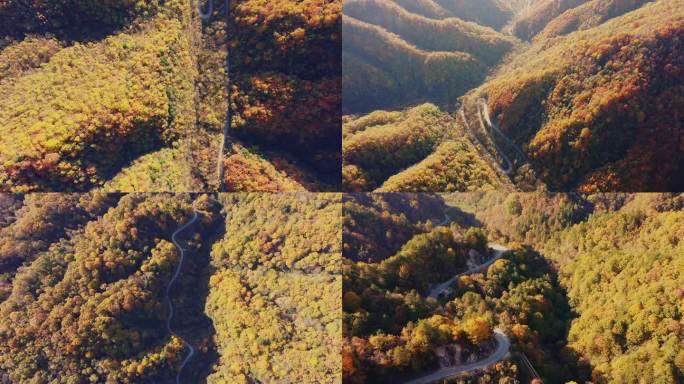 秋天枫叶蜿蜒盘山公路4K航拍