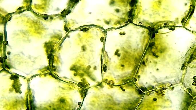 显微镜下的植物细胞