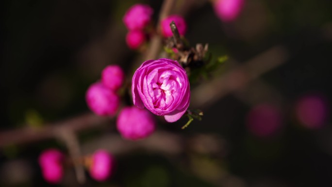 延时榆叶梅花开