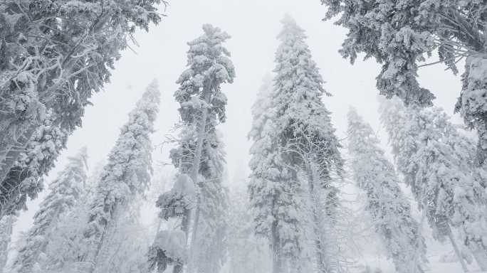 在冬天的一场暴风雪中被冰雪覆盖的森林