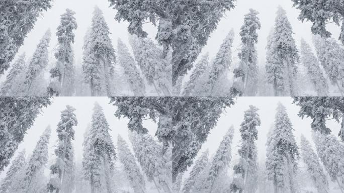 在冬天的一场暴风雪中被冰雪覆盖的森林