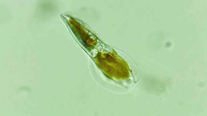科研素材 微生物原生生物硅藻 3
