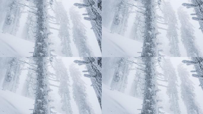 暴风雪中的偏远森林丘陵。白化条件