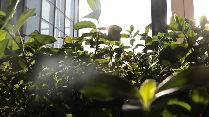 绿植 园林 叶子  环境
