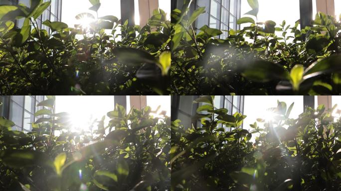 绿植 园林 叶子  环境