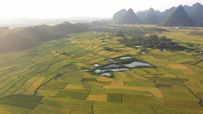 春收金色田园风光