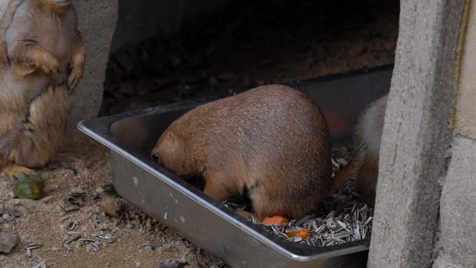 老鼠偷吃田鼠觅食野生动物