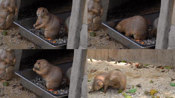 老鼠偷吃田鼠觅食野生动物