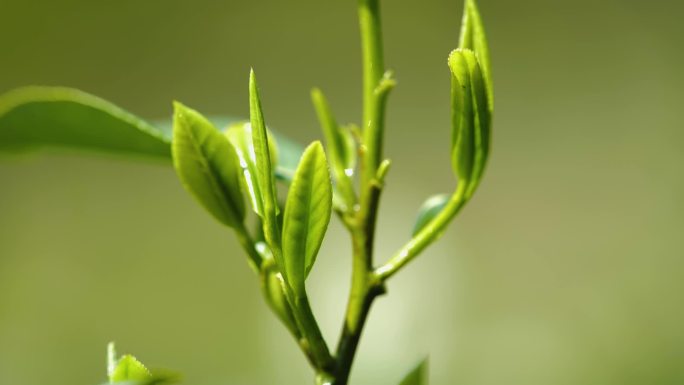 毛尖茶特写