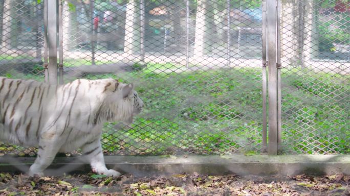 孟加拉老虎猛虎白虎升格慢动作