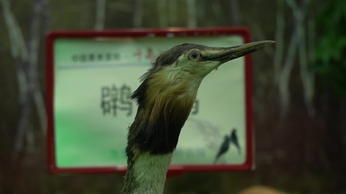 黑龙江 双鸭山 野生动物标本