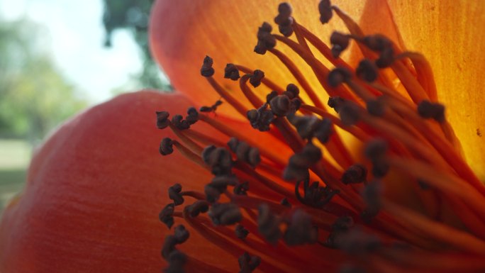 深圳 城市 木棉花 蚂蚁 自然纪录片