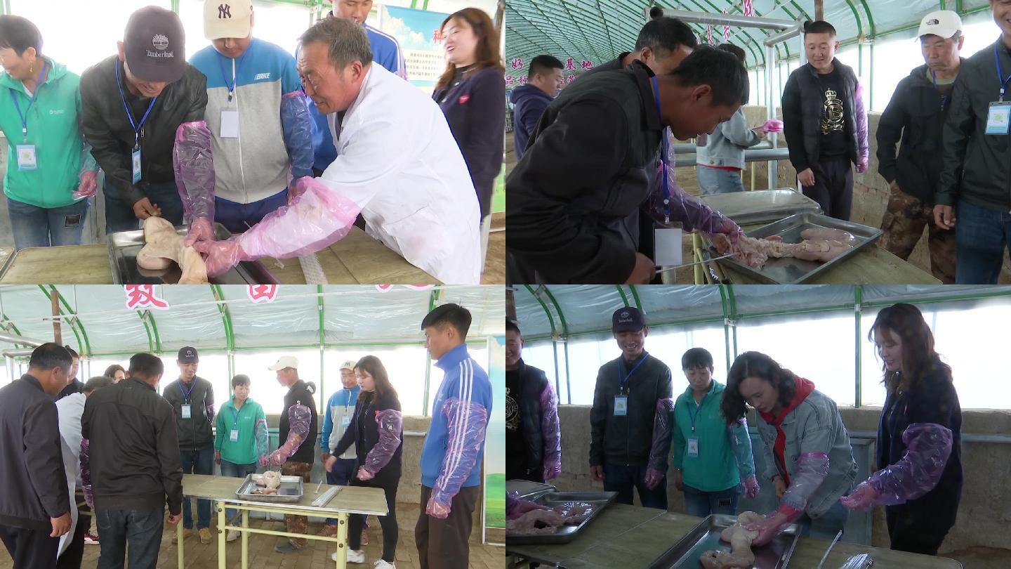 草原牧民兽医在实训基地学习人工取精